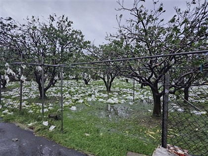 颱風農損逾2.5億台南最多 文旦掉滿地損失慘重