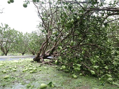 颱風丹娜絲農損逾10億元 香蕉損失1.3億最多、文旦柚1.2億