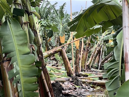 颱風丹娜絲農損近11億元 文旦柚、香蕉都逾1.3億