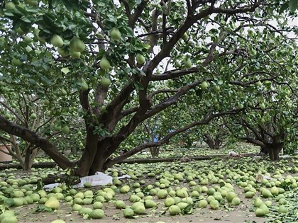 颱風加豪雨農損近16億元 嘉縣台南損失10億最嚴重