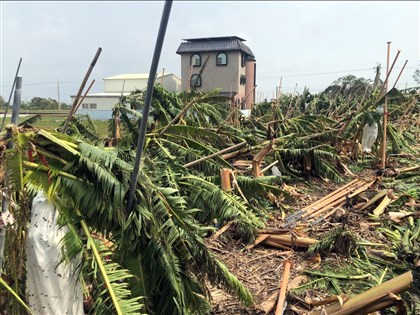 颱風豪雨農損升至20.7億 香蕉、文旦柚皆逾2億