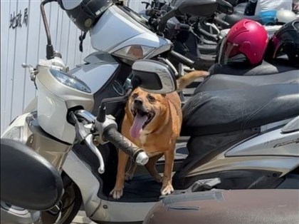 高齡犬被綁機車上疑熱衰竭亡 新北罰飼主1.5萬