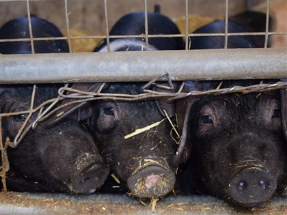 越南再爆非洲豬瘟  廣義省10天撲殺500頭豬