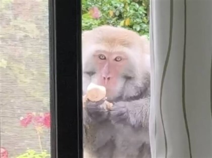 武陵農場台灣獼猴偷茶葉蛋  吃完還關窗被稱禮貌猴
