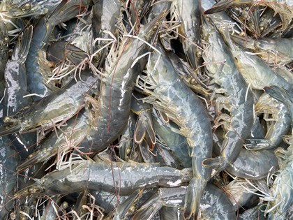 貝里斯白蝦開放輸台　涉外官員盼成示範產生擴散效應