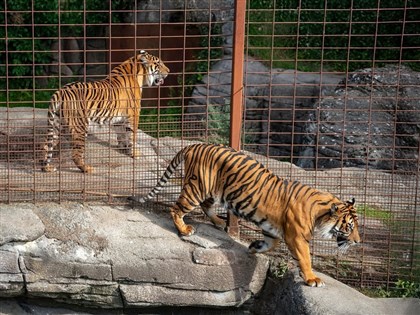 丹麥動物園募集棄養寵物餵猛獸　稱模擬天然食物鏈
