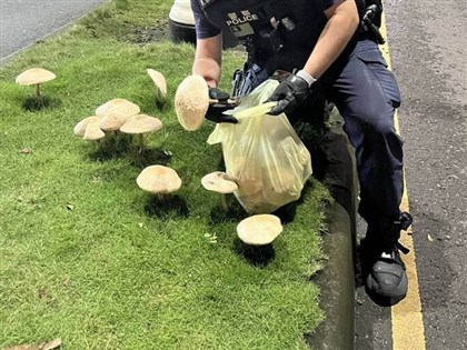 雨後路邊野菇別亂吃　醫示警：嚴重恐腎衰竭