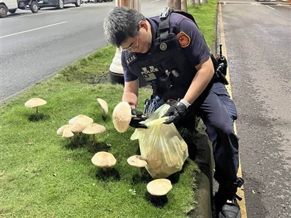 高雄鳳山分隔島因雨長菇　警憂人潮湧入連夜摘除[影]