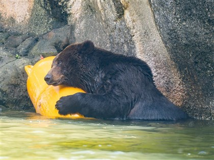 棕熊「小喬」疑腫瘤復發  北市動物園啟動安寧評估