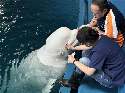 屏東海生館年度健檢白鯨最配合　海豹裝忙躲醫生