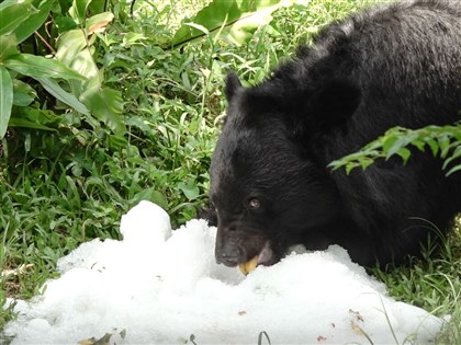 北市動物園消暑新招　黑熊、水獺享用客製化冰品