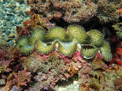 花蓮石梯坪硨磲貝復育不到一週遭盜採  巡守員痛心