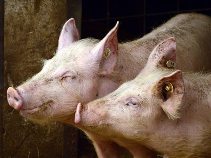 韓國漣川爆發非洲豬瘟　全國警報升至「嚴重」