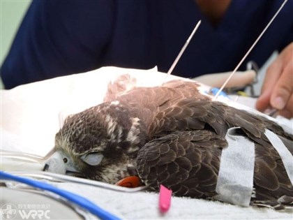 候鳥救傷  肉毒桿菌中毒最多、其次為撞擊