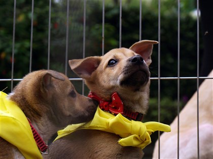 十二夜修法10年收容所爆滿、犬殺頻傳　動保法下一步怎麼走？