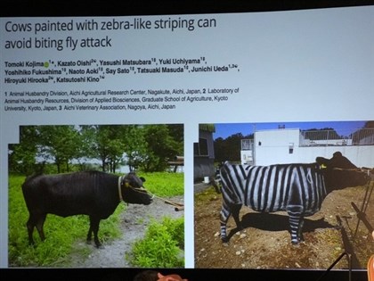 搞笑諾貝爾獎結果出爐　和牛塗上斑馬紋有助防蚊[影]