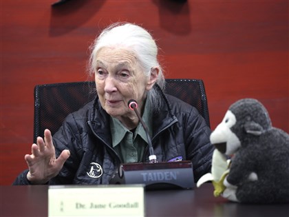 珍古德過世享壽91歲　6月曾訪台鼓勵勿放棄前進希望[影]