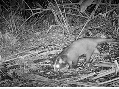 治洪工程納「自然解方」　國寶魚棲地改善、食蟹獴現蹤
