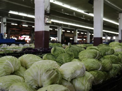 高麗菜種植量連4旬達警戒值　農糧署籲減種轉作