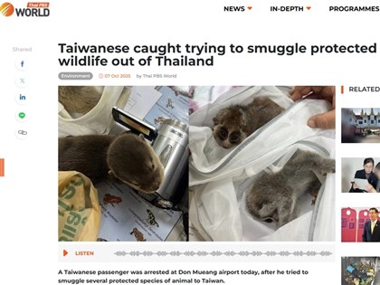 毛衣暗藏8隻保育動物　台男曼谷機場涉走私被捕