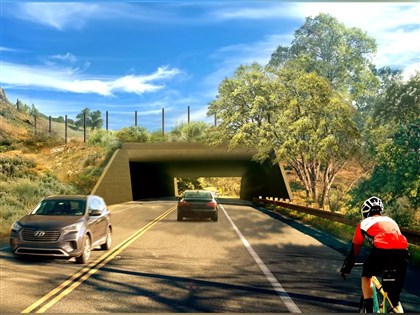 洛杉磯蓋全球最大動物天橋　耗資28億幫美洲獅過馬路