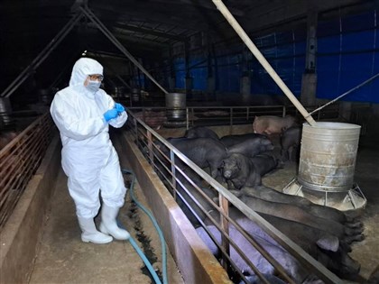 台中養豬場檢出非洲豬瘟　中市府：處理流程無延宕