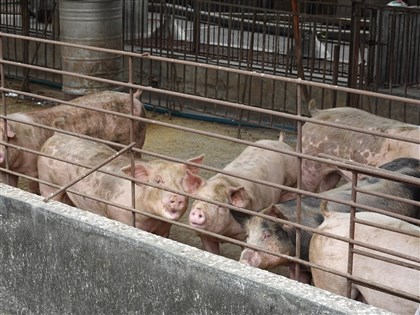 台中養豬場驗出首例疑非洲豬瘟 農業部:累計117頭死亡、撲殺195頭