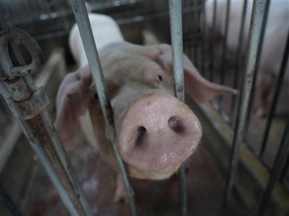 台中通報疑非洲豬瘟 全國豬隻12時起禁運禁宰5天