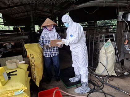 新北稽查107養豬場全數禁廚餘  5萬豬隻全天監控