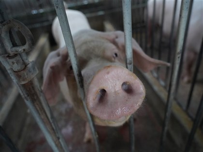基因編輯技術有望根除豬瘟 盼為對抗非洲豬瘟鋪路