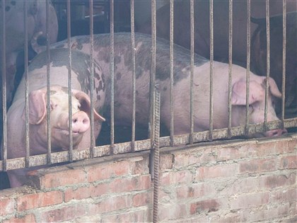 彰化芬園關聯養豬場4死豬 初步排除染非洲豬瘟
