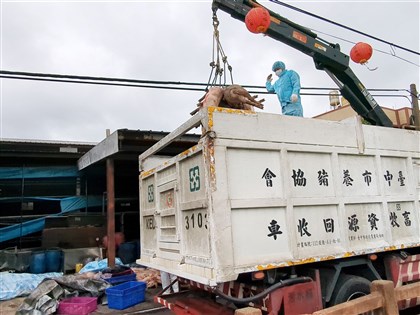 台中豬場染非洲豬瘟 王姓獸醫佐涉無照開藥遭送辦