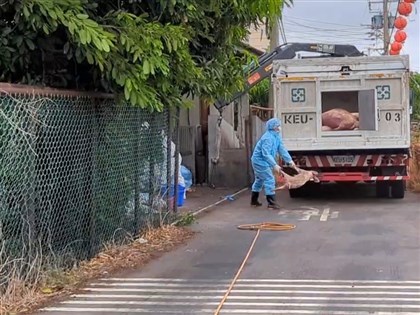 台中豬場染非洲豬瘟 豬農:王姓獸醫佐未診斷開藥
