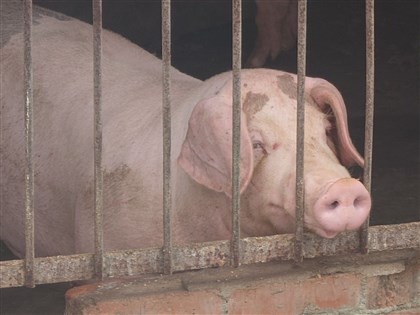 台中非洲豬瘟案場未依規廚餘申報 陳時中:有法可罰而非不告不理