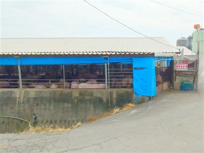 防堵非洲豬瘟11/6前活豬禁運禁宰　豬農調配空間飼養