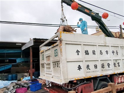 非洲豬瘟案場死豬化製三聯單疑塗改 台中市府:已送檢調