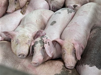 動物世衛收到台灣非洲豬瘟通報 恢復無疫條件一篇看懂