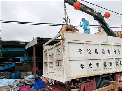 非洲豬瘟基因定序 與中國、越南相似逾99%難確認來源