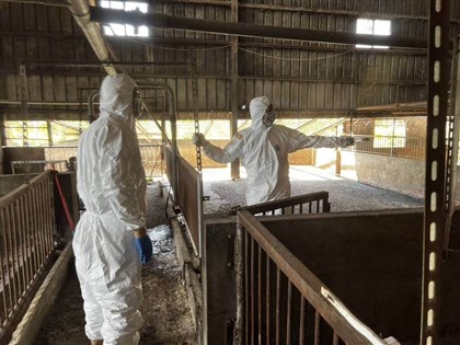 非洲豬瘟第2輪疫調　台中市府清消採檢豬農住家10處皆陰性