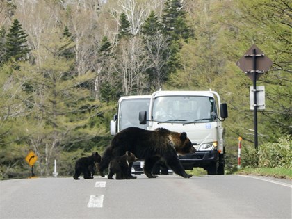 日本熊出沒暴增  秋田縣熊地圖Kumadas使用飆升