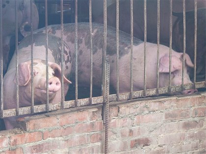 活豬運送屠宰何時恢復？卓榮泰：5日中午開會決定