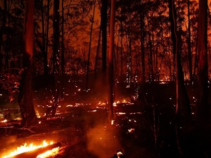 巴西森林保育見成效　氣候目標仍面臨挑戰