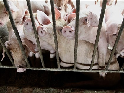 禁廚餘養豬每日去化差額增500噸　改生質能或快速堆肥最快需1年