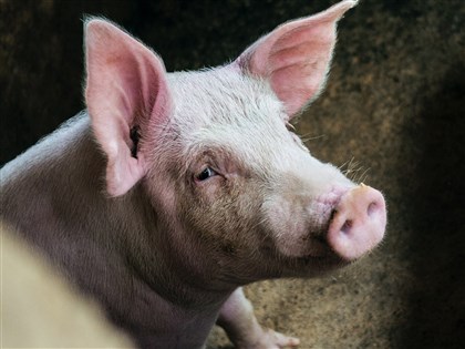 新北豬農偷用廚餘　農業部禁業者豬隻上市、不補貼