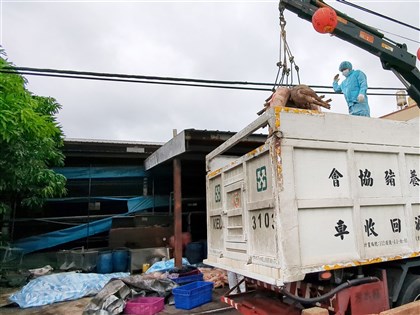 王姓獸醫佐3點聲明 批台中市府非洲豬瘟報告錯誤百出