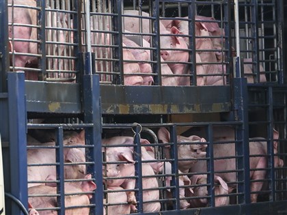 溫體豬肉將恢復供應　卓榮泰指示穩定市場價格