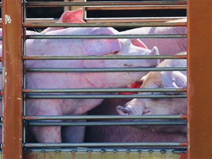 豬肉拍賣禁令今解封 陳駿季:防疫工作仍不鬆懈