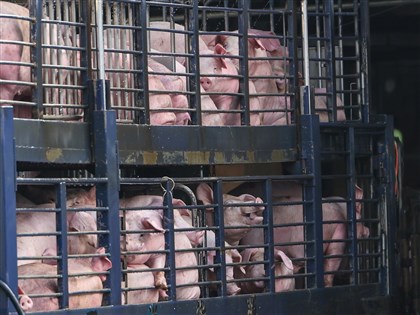 賴總統:政府會全力防疫 請用行動一起支持台灣豬