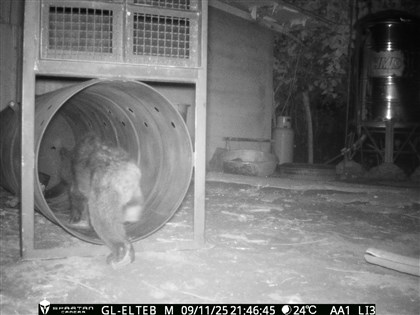 黑熊入侵花蓮部落　黃美秀：台日狀況不同短期不會「熊害」