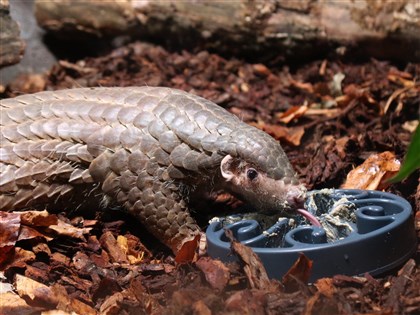 台灣穿山甲「潤喉糖」離世　布拉格動物園悼念指歷史地位特殊